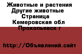 Животные и растения Другие животные - Страница 2 . Кемеровская обл.,Прокопьевск г.